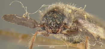 Media type: image;   Entomology 24276 Aspect: head frontal view